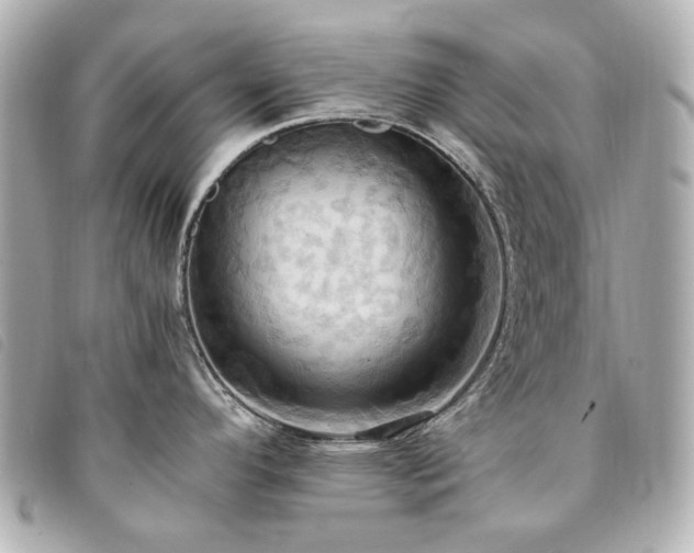X0000094221296200710261222