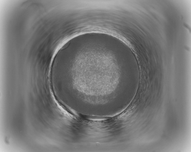 X0000094221536200710261220