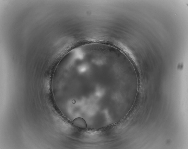 X0000094220065200711021149