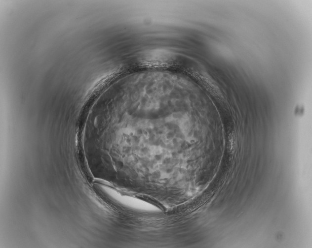 X0000094220733200711021139