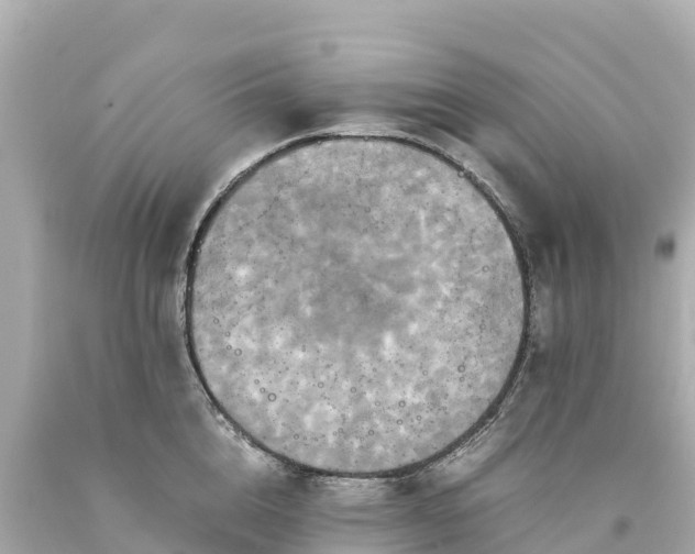 X0000094220856200711021138