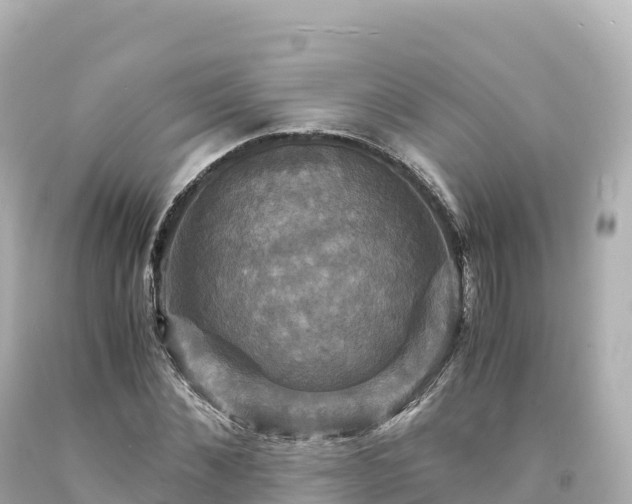 X0000094220876200711021137