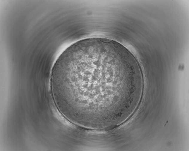 X0000094221296200711021131