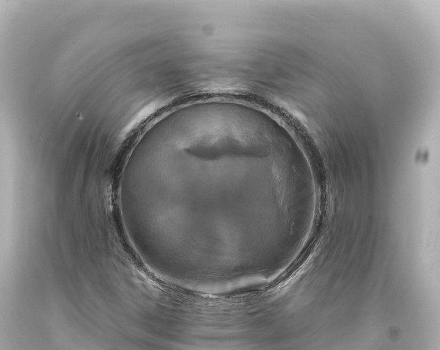 X0000094221306200711021130