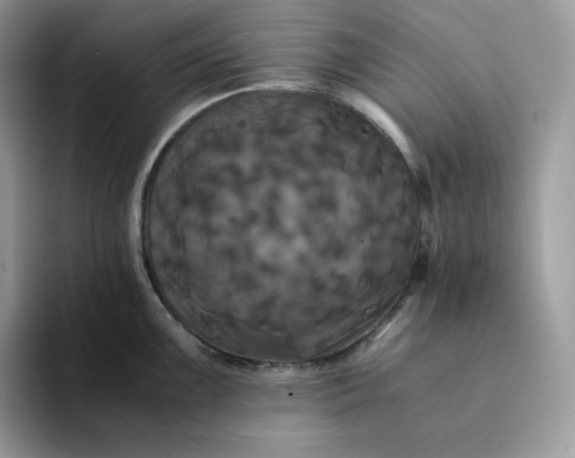 X0000094221099200711091251