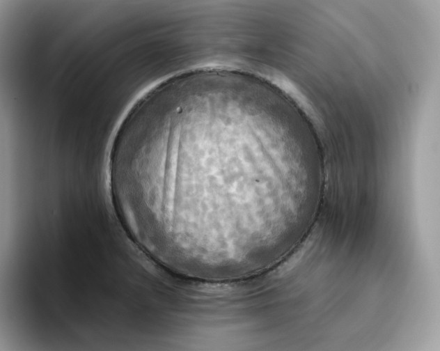 X0000094221232200711091250