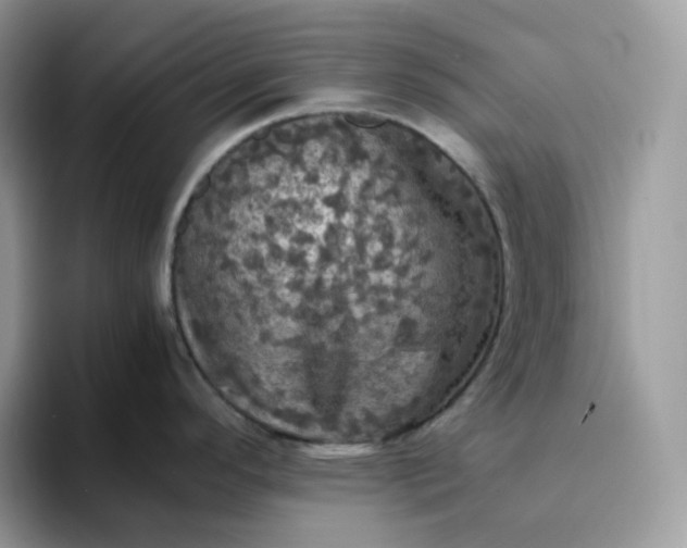 X0000094221296200711091249