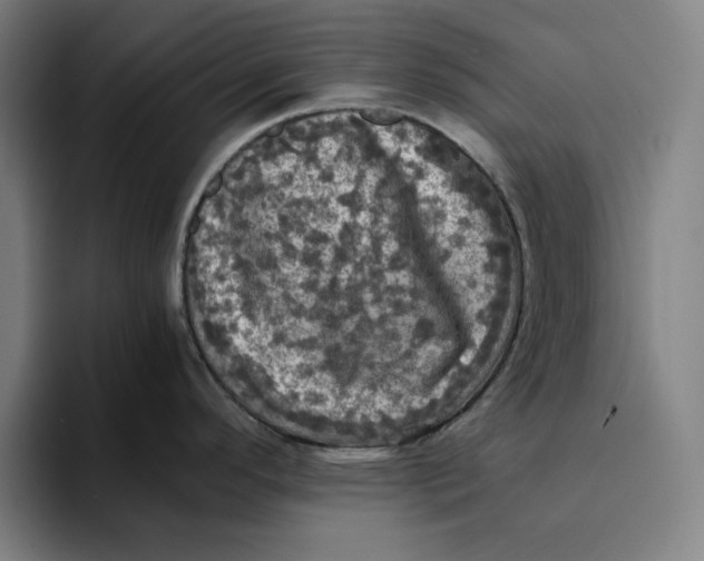 X0000094221296200711161841