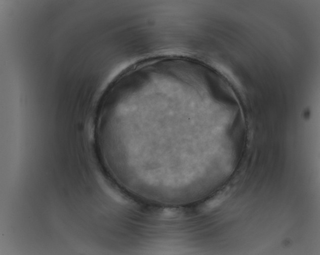 X0000094220060200711241731
