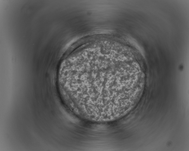 X0000094220107200711241731