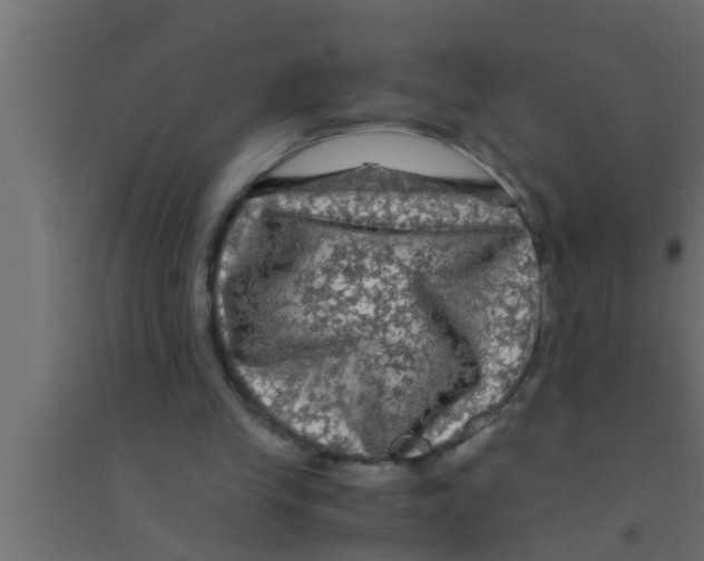 X0000094220245200711241728