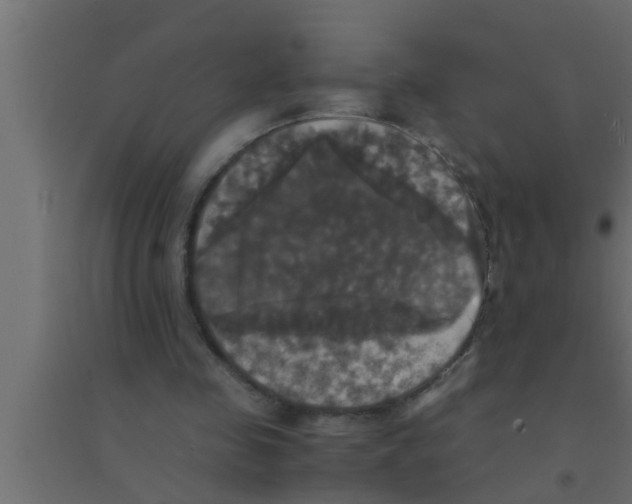 X0000094220341200711241726