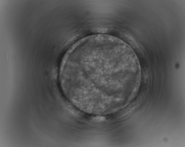 X0000094220374200711241727