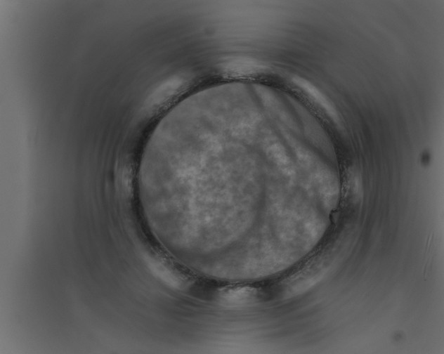 X0000094220452200711241725