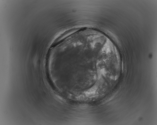 X0000094220483200711241725