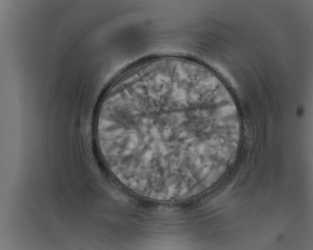 X0000094220487200711241725