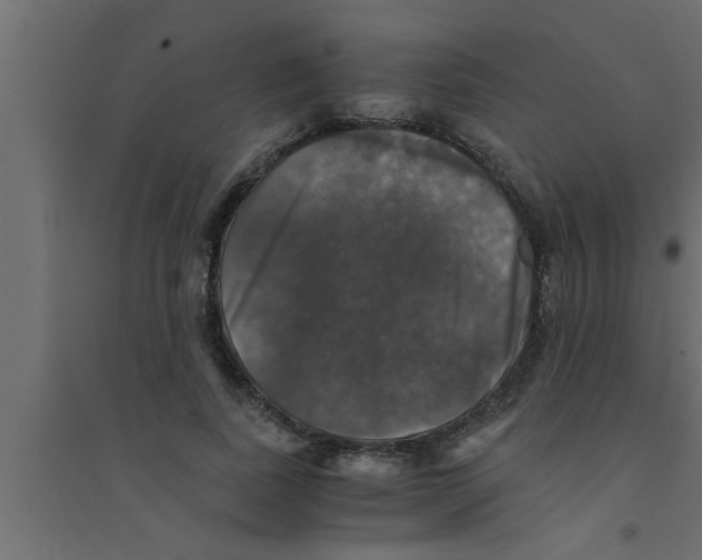 X0000094220739200711241721