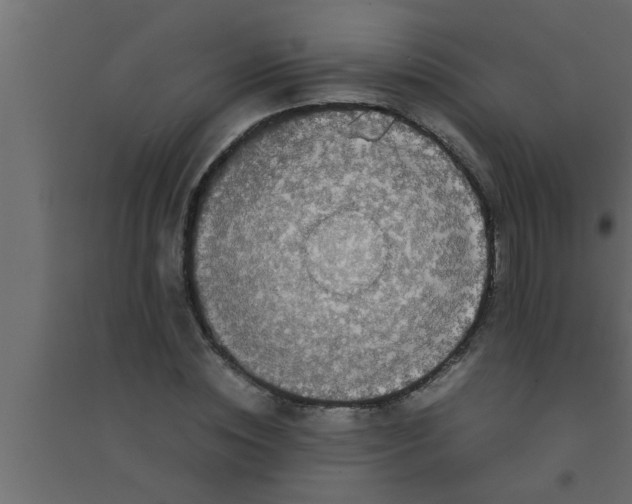 X0000094220828200711241719