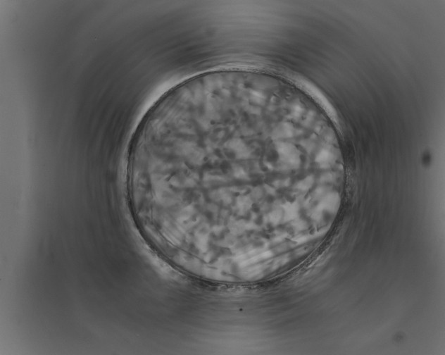 X0000094221099200711241716