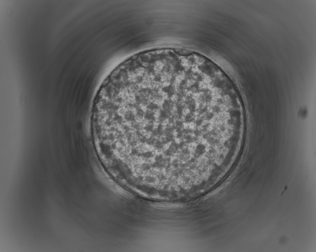 X0000094221296200711241713