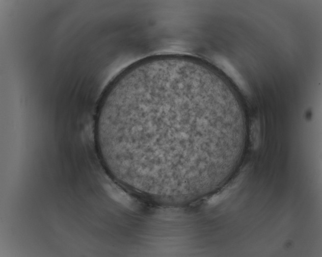 X0000094221356200711241712