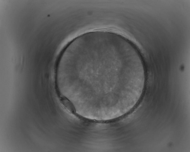 X0000094221506200711241710