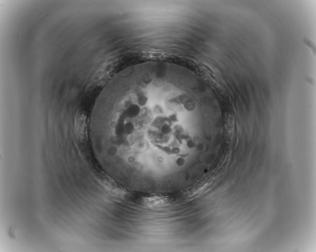 X0000094230511200710261259