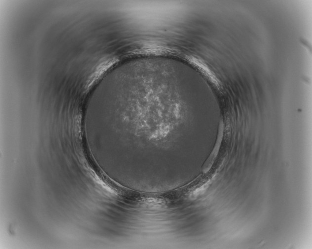X0000094230585200710261258