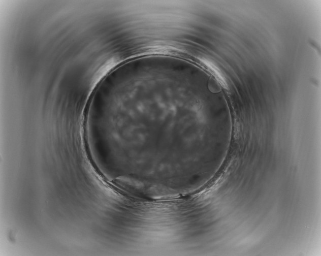 X0000094230899200710261254