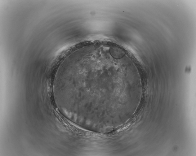 X0000094231063200711021158