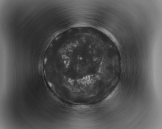 X0000094231337200711161901