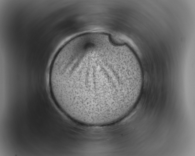 X0000094231424200711161900