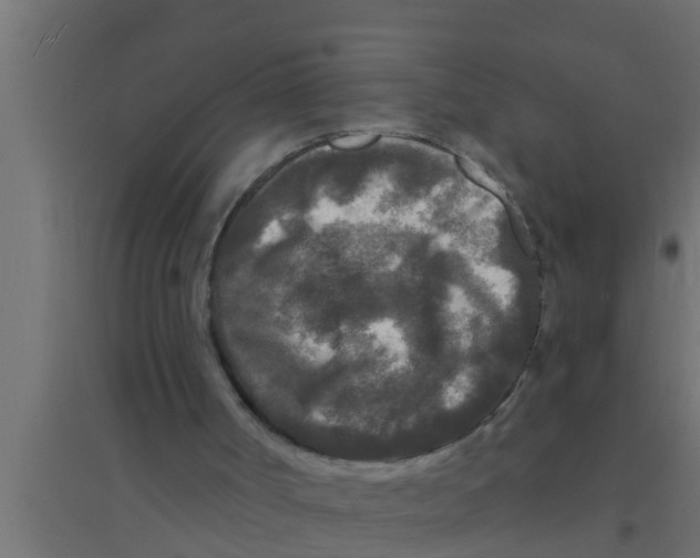X0000094230002200711241755