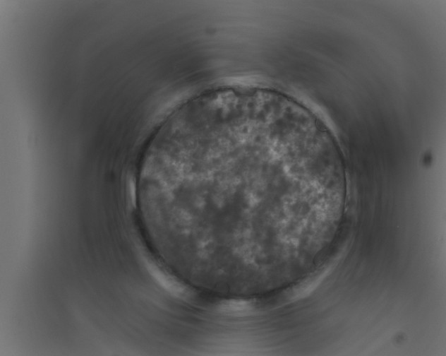 X0000094230061200711241754