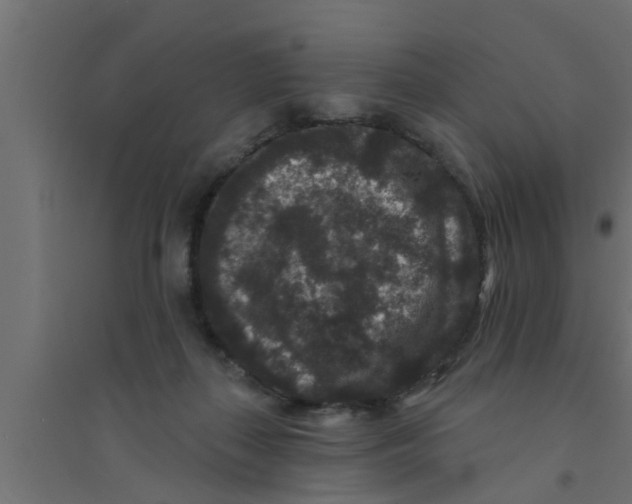 X0000094230267200711241751