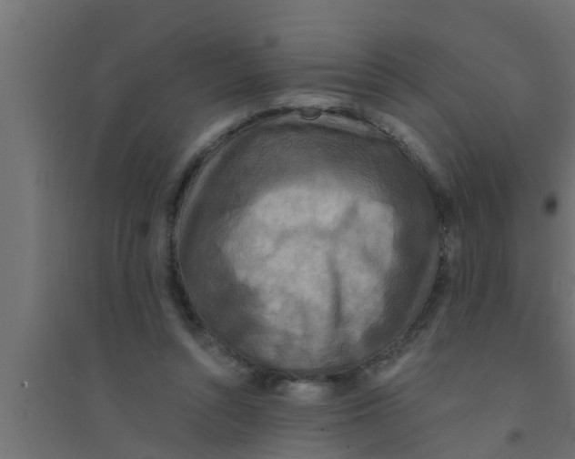 X0000094230352200711241750