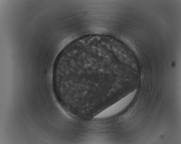 X0000094230630200711241745