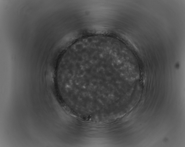 X0000094230643200711241746