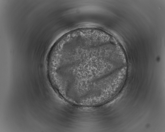 X0000094230835200711241743