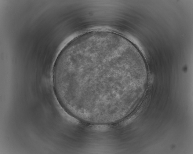X0000094231090200711241739