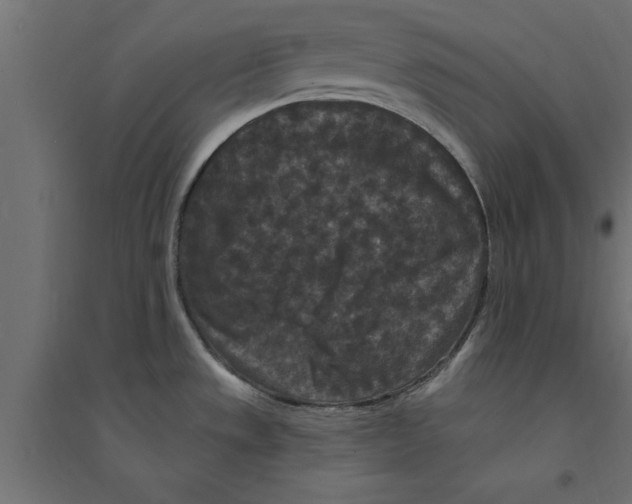 X0000094231533200711241733