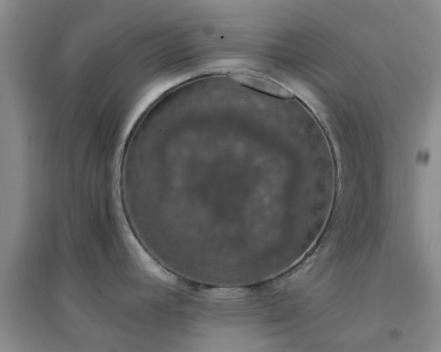X0000094321392200711091331