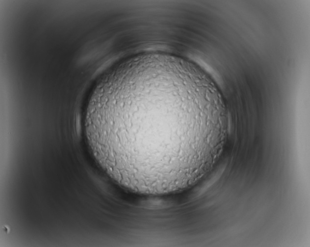 X0000094320253200711161935