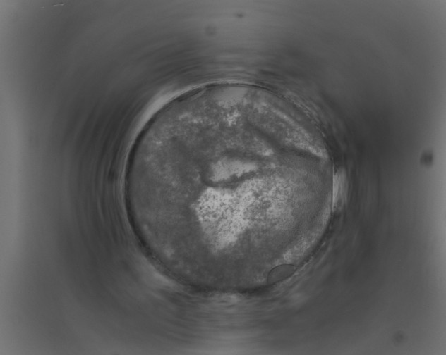 X0000094320195200711241814