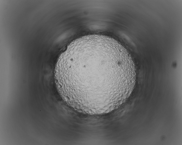 X0000094320917200711241804