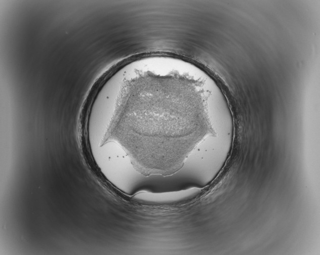 X0000094321024200711301204