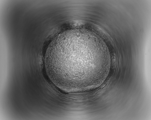 X0000094330654200711021411