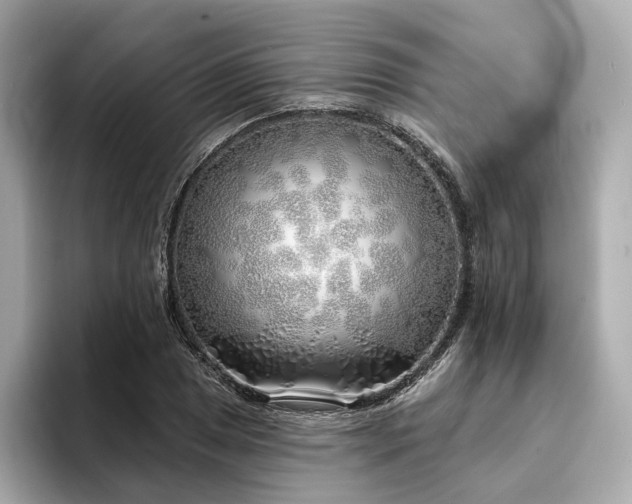X0000094331025200711021406