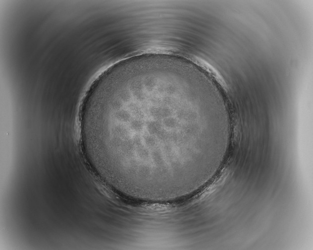 X0000094331027200711021406