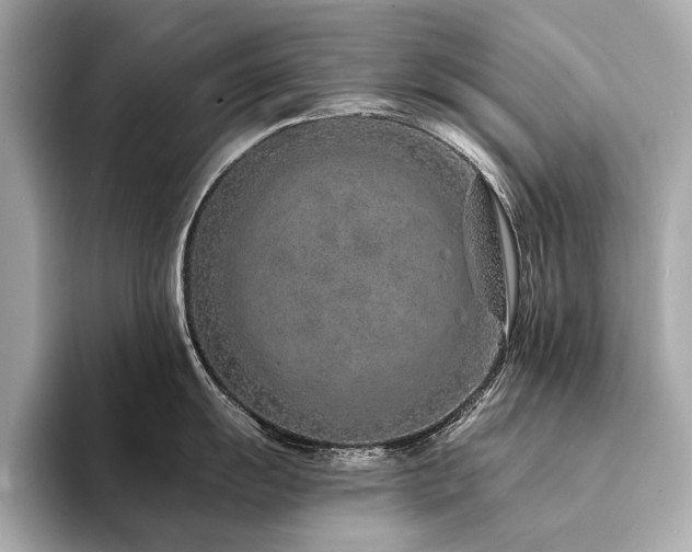 X0000094331055200711021406